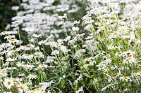 Leucanthemum x superbum in The Picket Beds. Hill House, Glascoed, Monmouthshire, Wales.
