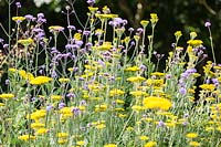 The Picket Beds. Achillea 'Gold Plate', Verbena bonariensis. Hill House, Glascoed, Monmouthshire, Wales. 