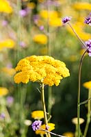 Achillea 'Gold Plate' in The Picket Beds. Hill House, Glascoed, Monmouthshire, Wales.
