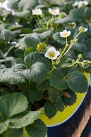 Fragaria F1 'Loran'