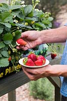 Harvesting Strawberry F1 'Loran'