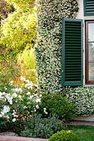 Rincospermum growing on wall of house. La Limonaia Garden. Designed by Arabella Lennox Boyd. Fiesole. Florence. Italy