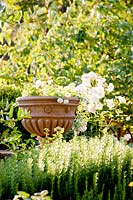 Clay urn used as focal point. La Limonaia Garden. Designed by Arabella Lennox Boyd. Fiesole. Florence. Italy