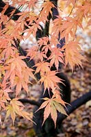 Acer palmatum s. amoenum