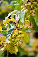 Malus halliana, Flowering Crab Apple