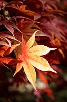 Acer palmatum 'Osakazuki'