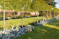 Long herbaceous borders in a modern Cheshire country garden, designed by Louise Harrison-Holland. Plants include pleached Pyrus calleryana 'Chanticleer', Japanese anemones, Stachys, Persicaria, Ophiopogon planiscapus 'Nigrescens' and Miscanthus sinensis 'Kleine Fontaine'