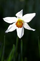 Narcissus poeticus var. recurvus, pheasants eye daffodil