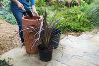 Filling tall planter with compost. Phormium 'Bronze Baby'