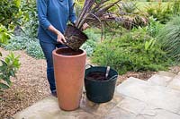 Woman planting up tall pot with Phormium 'Bronze Baby'