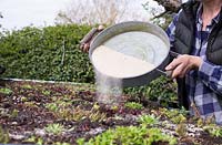 Woman pouring mixture of Wildflower seeds and sand over living roof