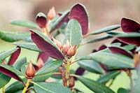 Rhododendron 'Wine and Roses'