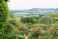 View over the Blackmore Vale, Rosa 'Nathalie Nypels' between clipped topiary