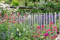 Chestnut paling round the vegetable garden to keep rabbits out. The beds in the foreground contain Nepeta, Valerian, Digitalis Malva, Leucanthemum vulgare and Papaver somniferum