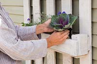 Planting Ornamental Kale into pallet