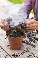 Covering the Sambucus 'Black Lace' cuttings with a polythene bag to retain heat and moisture