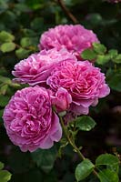 Rosa 'Princess Alexandra of Kent'