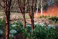 Acer griseum in Winter border