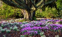 Cyclamen coum and Galanthus nivalis in Winter border