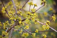 Cornus mas 'Spring Glow' - Cornelian Cherry