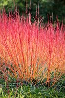 Cornus sanguinea 'Anny's Winter Orange'. 