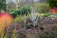 Colourful Winter beds at The Savill Garden, Surrey.