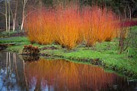 Salix alba var vitellina 'Yelverton' next to pond