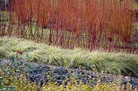 Colourful Winter combination The Savill Garden, Surrey.