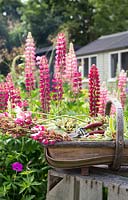 Basket of Lupinus Russels Hybrids after being deadheaded