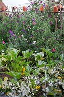 Courgette 'Parador' F1 Hybrid, Sweet peas on hazel supports topped with terracotta pots  include 'Matucana' and 'Painted Lady' and Eryngium. 