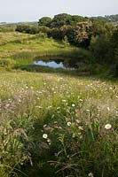 Mown pathway through meadow leading to natural pond, with Leucanthemum vulgare - Ox-eye Daisy.