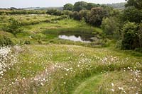 Mown pathway through meadow to natural pond, with Leucanthemum vulgare - Ox-eye Daisy and Ranunculus acris - Meadow Buttercup