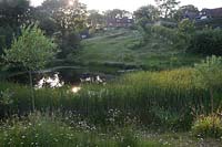 Sunset view to the house from the lower meadow with Willow trees, Leucanthemum vulgare - Ox-eye Daisy and Typha angustifolia - Lesser Bullrush