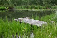 Oak jetty on the pond with Typha angustifolia -Lesser Bullrush