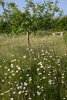 Apple tree in meadow with Leucanthemum vulgare - Ox-eye Daisy and rustic bench behind.