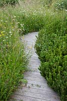 Decking pathway through meadow with Pinus mugo, Leucanthemum vulgare - Ox-eye Daisy, Trifolium pratense - Red Clover and Ranunculus acris - Meadow Buttercup.