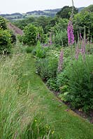 Mown pathway through wild meadow borders with Allium 'Purple Sensation', Digitalis purpurea - Foxglove and Cenolophium denudatum