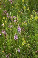 Dactylorhiza fuchsii - Common Spotted Orchid with Rhinanthus minor - Yellow Rattle and Lychnis flos-cuculi - Ragged Robin