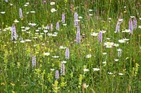 Dactylorhiza fuchsii - Common Spotted Orchid , Leucanthemum vulgare - Ox-eye Daisy,Rhinanthus minor - Yellow Rattle and Ranunculus acris - Meadow Buttercup 