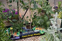 Tomatoes and Cucumber growing in growbag