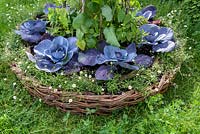 Red cabbage, borage, beans and Erigeron karvinskianus in a round wicker planter. Belmond Enchanted Gardens - RHS Chatsworth Flower Show 2017 - Designer: Butter Wakefield - Gold - People's Choice