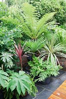 Small modern urban garden full of exotics with potted Dicksonia antarctica, Tetrapanax papyrifer, syn. Aralia papyrifer,  Dracaena marginata 'Tricolor Rainbow', Trachycarpus fortunei, Ferns and Cordyline australis.