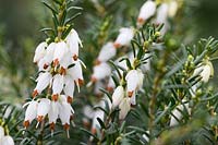 Erica x darleyensis f. albiflora 'White Perfection'