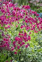 Primula pulverulenta - candelabra primroses and Euonymus fortunei 'Emerald Gaiety'.  Crane Garden Buildings stand. Designer: Peter Mortin