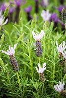 Lavandula pedunculata subsp. lusitanica 'Lusi Pink'