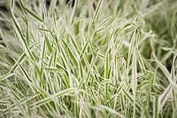 Holcus mollis 'Albovariegatus' variegated creeping soft grass 