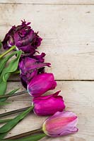 Tulipa 'Elegant Lady', Tulipa 'Chrismtas Exotic', Tulipa 'Pretty Lady' and Tulipa 'Black Parrot' on wooden surface