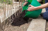 Adding soil improver as mulch to newly planted Ligustrum ovalifolium