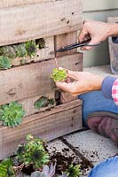 Cutting hole into hessian ready to plant succulents into