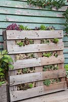 Pallet planter with mixed succulents